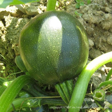 HSQ09 Gaoang Runde dunkelgrün F1 Hybrid Squash / Zucchini Samen